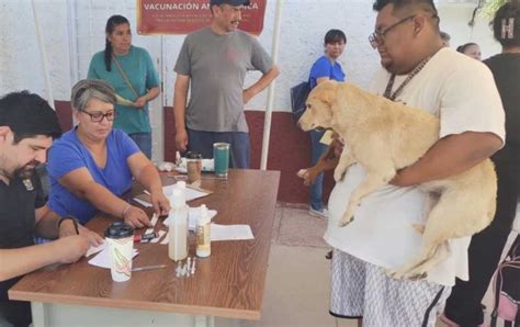 Esterilizan a más de 800 mascotas en un fin de semana