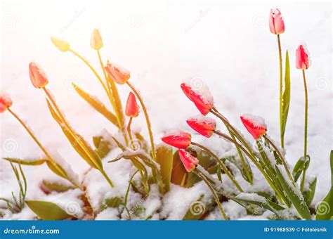 Red Tulip Flowers In Spring Covered Cold Snow Stock Image Image Of