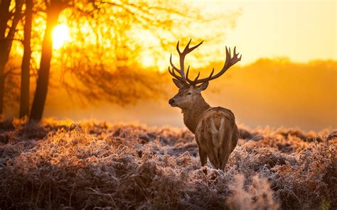 Whitetail Deer Wallpaper Screensaver 47 Images