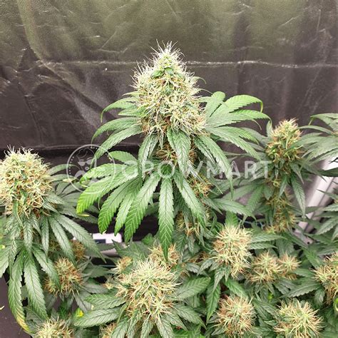 Big Buddha Seeds Buddha Haze Feminizované Semínka Konopí Growmartcz