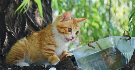 How To Feed Outdoor Cats When On Vacation