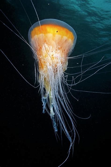 Egg Yolk Jellyfish Photograph By Alexander Semenovscience Photo