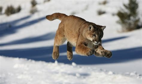 Cougar Feeding Feline Facts And Information