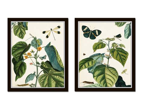 Nature Study Collage No 23 Botanical Print Set Bellebotanica