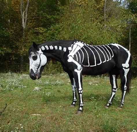 How To Make A Halloween Skeleton Horse Anns Blog