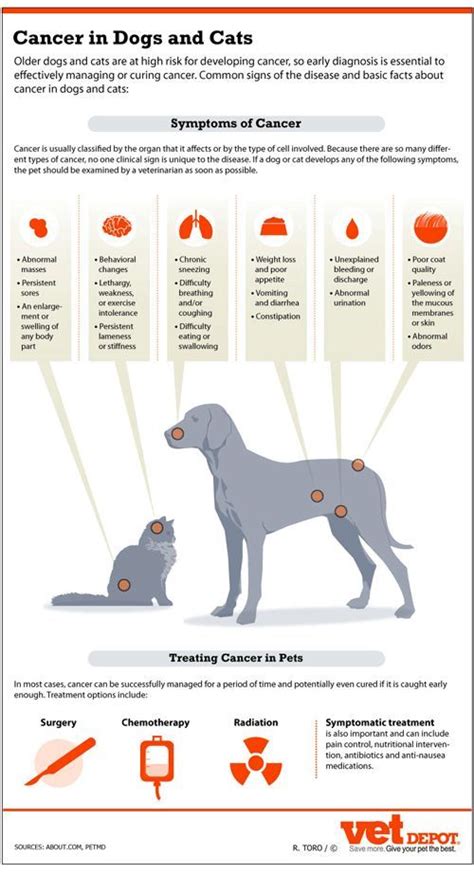 What Are The Signs Of Lung Cancer In Dogs Lung Cancer In Dogs Fluid
