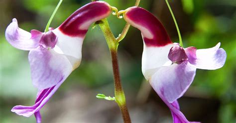 The cherry blossom might be japan's national flower, but it's loved all over the world. 25 of the Most Breathtaking and Dangerous Flowers in the ...