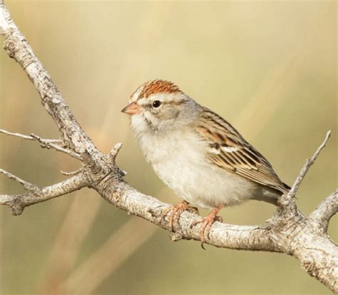 Photograph Of Chipping Sparrow