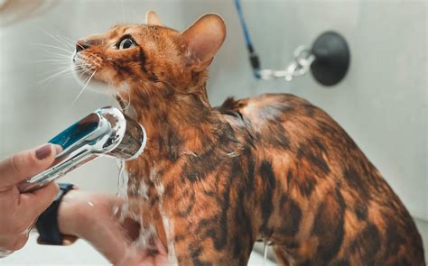 Skin Infections Caused By Bacteria In Cats