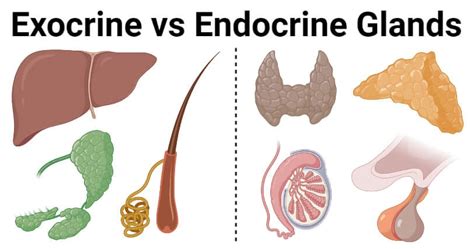 Exocrine Vs Endocrine Glands 8 Differences Examples