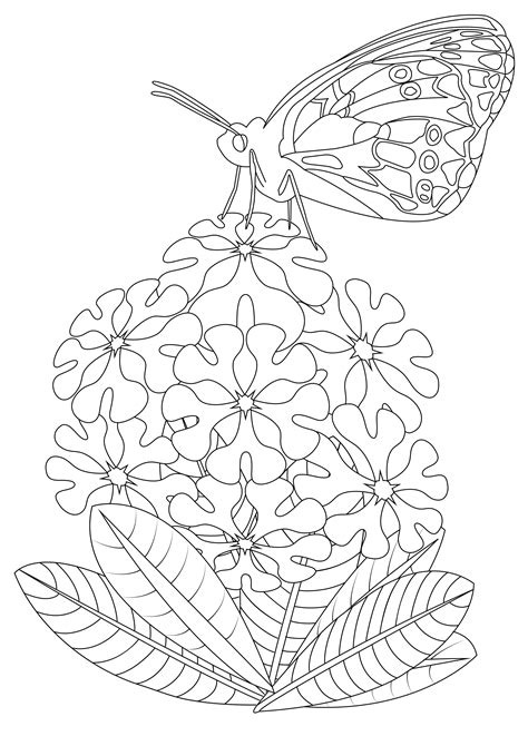 Coloring Pages Of Butterflies And Flowers Krysztalowe