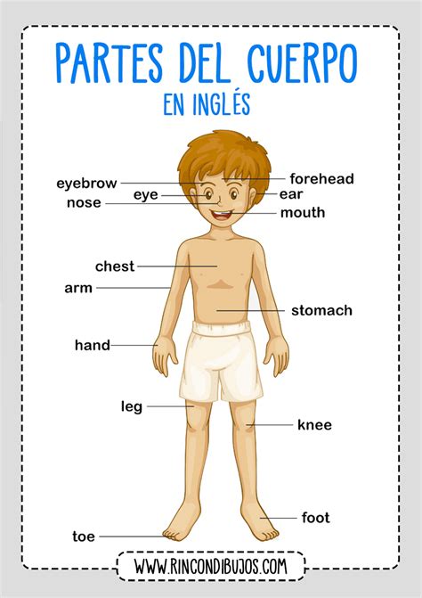 Aprender Las Partes Del Cuerpo Humano En Inglés