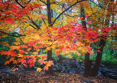 Fall Colors Peak This Weekend Where To Hike And Drive To See The Best