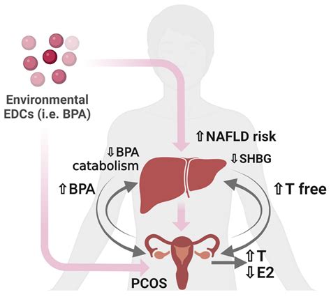 Nutrients Free Full Text Sex Nutrition And Nafld Relevance Of