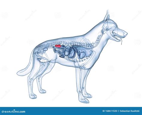 The Dogs Kidneys Stock Illustration Illustration Of White 168611520