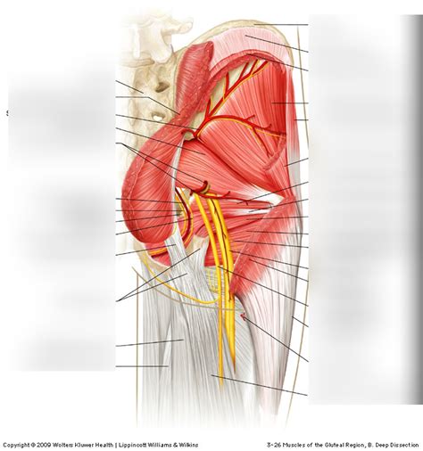 Muscles Of Gluteal Region Diagram Quizlet