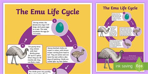 Life Cycle Of An Emu Display Poster Teacher Made Twinkl