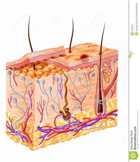 Plein Diagramme De Section De Peau Humaine Illustration Stock