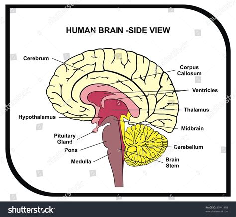 Human Brain Diagram Side View Parts Foto Stok 83941303 Shutterstock