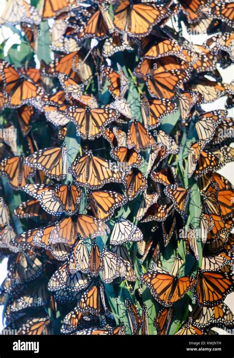 Monarch Butterfly Cluster Stock Photo Alamy