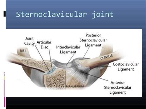 Joints Of The Upper Limb By Dr Memoona Huzaifa
