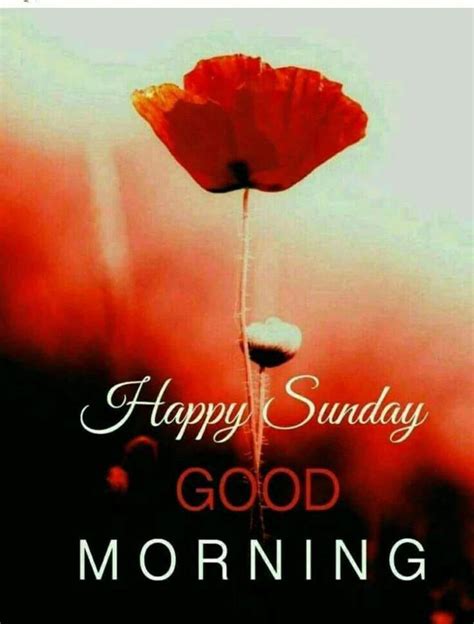 Pin By Narendra Pal Singh On Ravi Happy Sunday Images Good Morning
