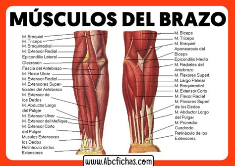Anatomía Y Músculos Del Brazo Abc Fichas