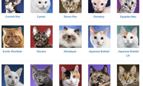 Cat Breeds How To Identify Cat Breeds By Pictures Toppetshop