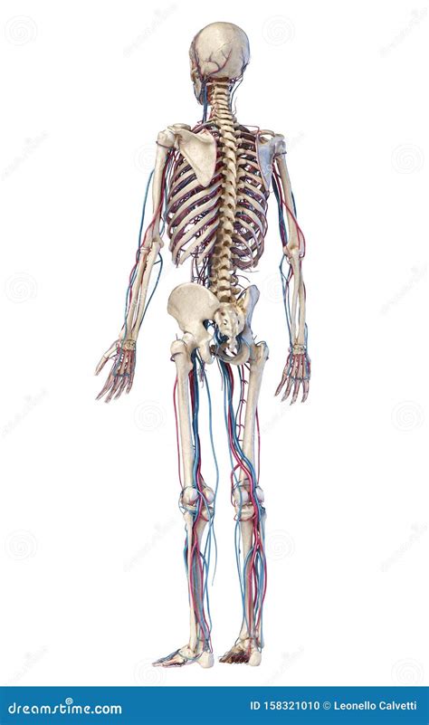Human Body Anatomy Skeleton With Veins And Arteries Back Perspective