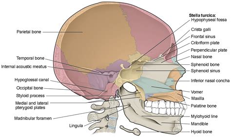 There are seven of them. The Skull | Anatomy and Physiology I