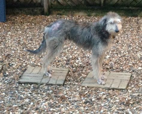 Duffy 18 Month Old Male Bearded Collie Cross Lurcher Available For