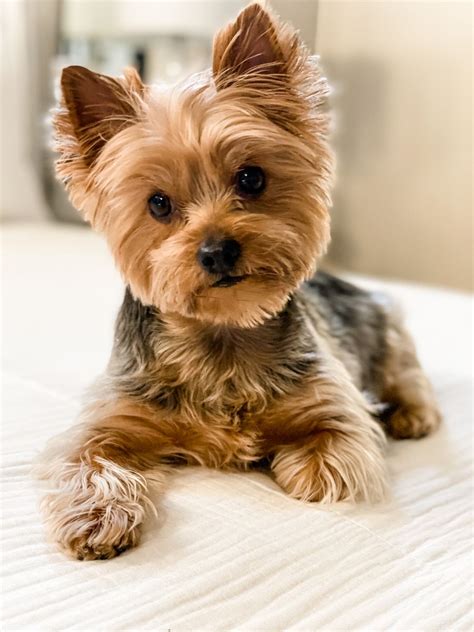 20 Yorkshire Terrier Puppies That Will Steal Your Heart Away