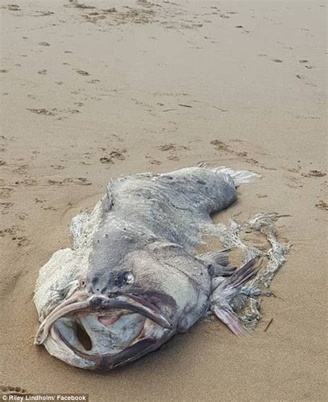 Massive Mystery Sea Creature Washes Up On Queensland Beach