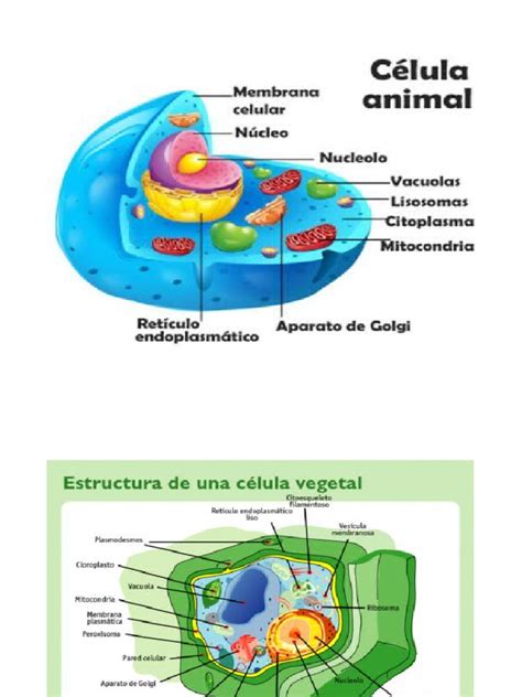 Diferencia Entre Celula Animal Y Vegetal Cuadros Comparativos Entre Be4
