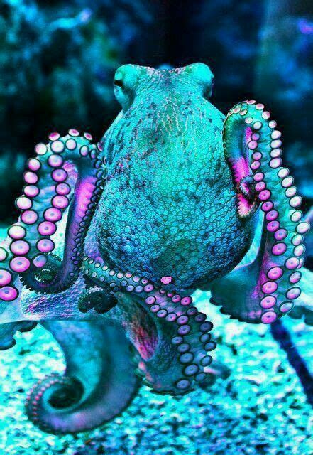 Turquoise And Purple Octopus Beautiful Sea Creatures