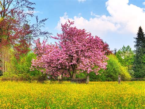 Free Download Beautiful Spring Wallpapers May 2011 Love Sepphoras