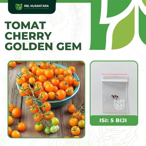 Jual Benih Tomat Ceri Mini Golden Gem F Tomat Mini Cherry Tanaman