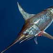 Species Profile: Broadbill Swordfish | PELAGIC Fishing Gear