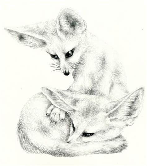 Cute Fennec Fox Coloring Pages - Jambestlune