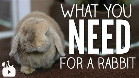 What You Need For A Rabbit Youtube