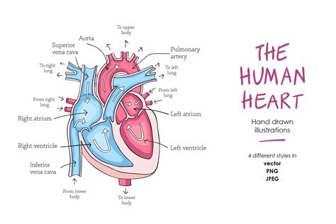 Human Heart Anatomy Education Illustrations Creative Market