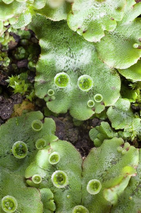 Marchantia Polymorpha Subsp Ruderalis Photograph By Dr Jeremy Burgess