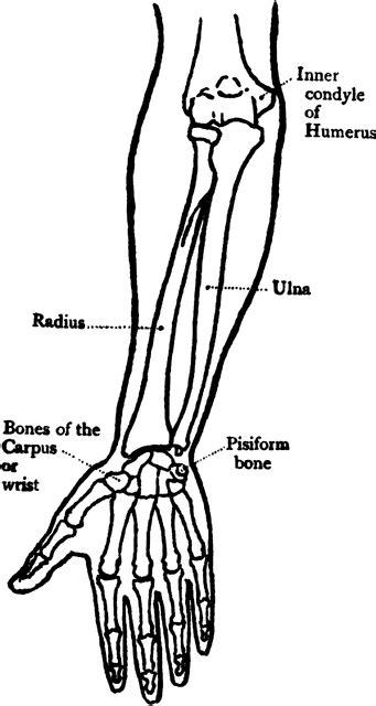 Arm Bones Diagram ClipArt Best