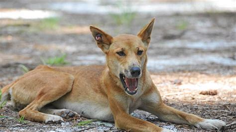 Whoever Killed Dingoes Had ‘a Strong Hatred The Chronicle