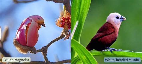 12 Incredible Flowers That Look Like Birds With Photos