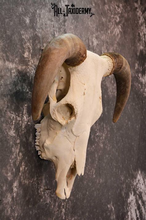 Hereford Bull Taxidermy Skull For Sale Sku 1728 All