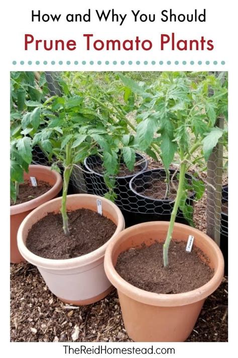 How And Why You Should Prune Tomato Plants Pruning Tomato Plants