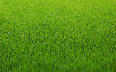 Green Grass Texture Background Images