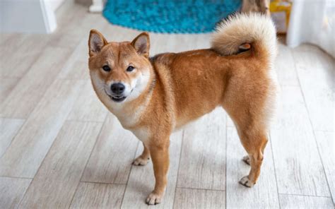 Shiba Inu Breed Information Guide Photos Traits And Care Bark Post