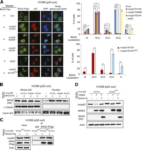 Bag2 Promotes Tumorigenesis Through Enhancing Mutant P53 Protein Levels